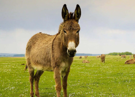 Donkey Friend